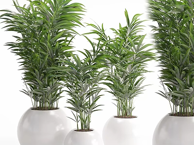Multiple Green Shrubs Potted in White Pots for Indoor Decoration 3d model