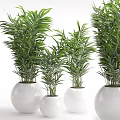 Multiple Green Shrubs Potted in White Pots for Indoor Decoration
