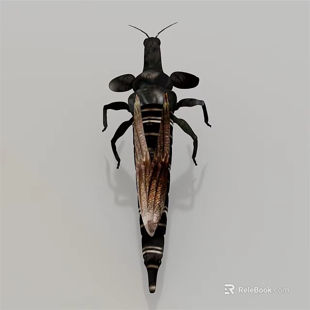 Flying Insect With Brown Wings Long Legs And Black Segmented Body Featuring Antennae 3d model 