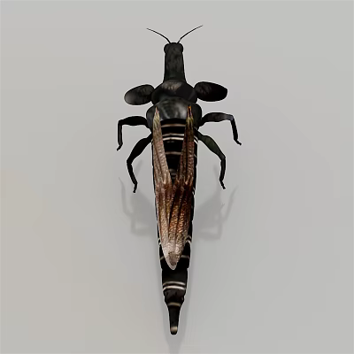 Flying Insect With Brown Wings Long Legs And Black Segmented Body Featuring Antennae 3d model
