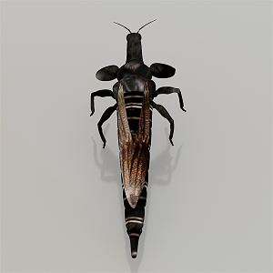 Modern Thrips 3d model