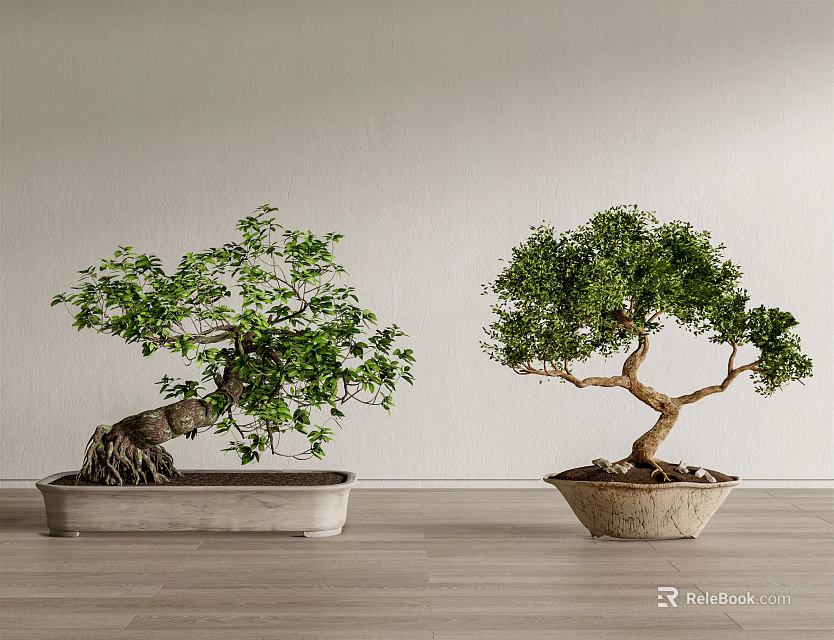 Two Bonsai Trees in Stone Pots with Green Foliage on Wooden Floor Against Gray Wall 3d model 