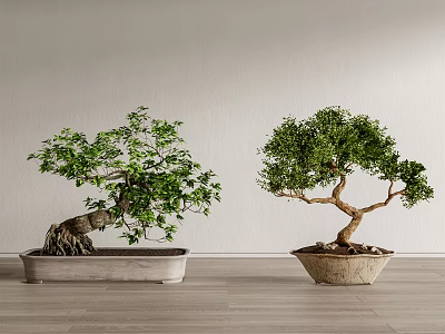 Two Bonsai Trees in Stone Pots with Green Foliage on Wooden Floor Against Gray Wall 3d model