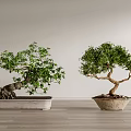 Two Bonsai Trees in Stone Pots with Green Foliage on Wooden Floor Against Gray Wall