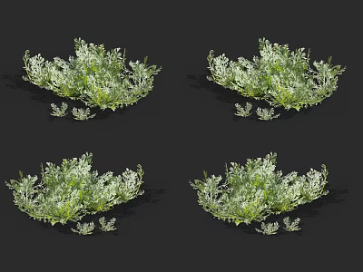 Bushy Silver Green Leaf Shrubs For Decorative Garden Landscape Design 3d model