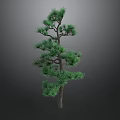 Slender Pine Tree With Green Needles And Extending Branches On Dark Background