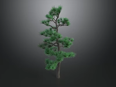 Slender Pine Tree With Green Needles And Extending Branches On Dark Background 3d model
