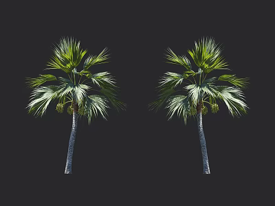 Two Healthy Palm Trees With Green Leaves And Slender Trunks On Black Background 3d model