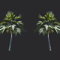 Two Healthy Palm Trees With Green Leaves And Slender Trunks On Black Background