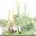 Colorful Garden Shrubs With Orange Flowers Yellow Berries And Lush Green Foliage