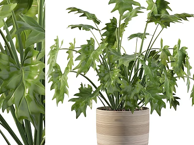 Fresh Lush Green Leafy Decorative Garden Potted Plant In Bamboo Planter For Indoor 3d model
