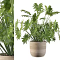 Fresh Lush Green Leafy Decorative Garden Potted Plant In Bamboo Planter For Indoor