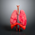Human Lungs 3D Anatomical Model With Pink Lobes And Trachea Structure 3d model