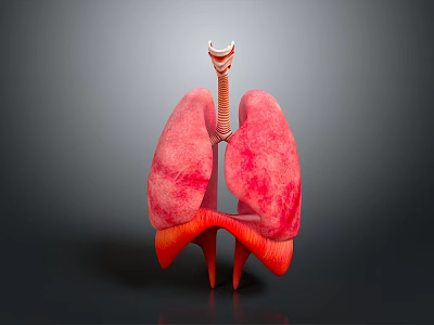 Human Lungs 3D Anatomical Model With Pink Lobes And Trachea Structure 3d model