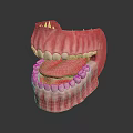 Dental Oral Structure Model With White Teeth Pink Gums And Red Tongue