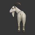 White Goat With Curved Horns Standing On Dark Background With Reflective Surface 3d model