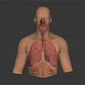 Medical Device Educational Human Anatomy Model Showing Internal Respiratory Digestive Organs 3d model