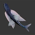 Vibrant Blue And Pink Fish With Transparent Fins On White Background
