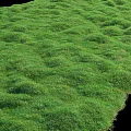 Lush Green Grass With Natural Textured Surface And Wavy Patterns