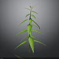 Green Plant With Slender Stem And Multiple Leaves On Gray Background