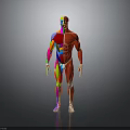 Human Organ and Hair Anatomical Structure with Colorful Muscular System 3D Rendering