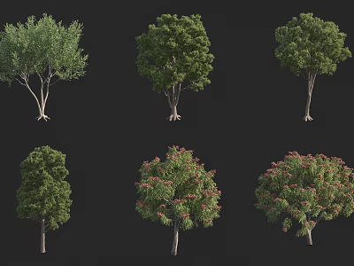 Six Different Arbor Trees Displaying Diverse Foliage Shapes And Green Leaves 3d model