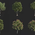 Six Different Arbor Trees Displaying Diverse Foliage Shapes And Green Leaves