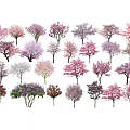 Colorful Flowering Trees Collection With Various Pink Purple And White Blossoms