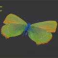 Vibrant Green And Orange Butterfly With Colorful Wings On Dark Background