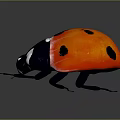 Red Ladybug With Black Spots And Black Head Legs On Gray Background With Reflection 3d model