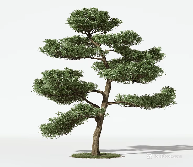 Elegant Pine Tree with Lush Green Foliage Dense Branches and Strong Trunk in Natural Shape 3d model 