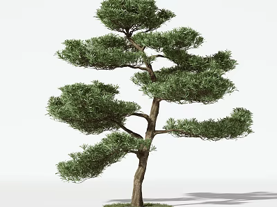 Elegant Pine Tree with Lush Green Foliage Dense Branches and Strong Trunk in Natural Shape 3d model