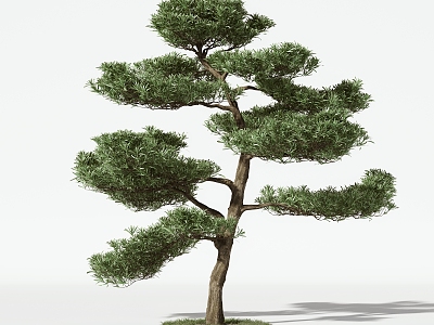 Trees Arbor 3d model