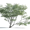 Lush Arbor With Green Leaves And Natural Branch Structure On White Background