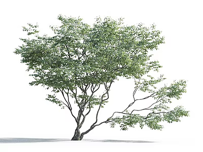 Lush Arbor With Green Leaves And Natural Branch Structure On White Background 3d model