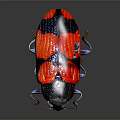 Red and Black Beetle With Shiny Exoskeleton On Dark Background Close Up View
