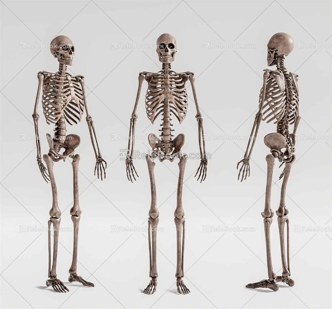 Modern skeleton human skeleton 3d model