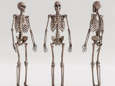 Modern skeleton human skeleton 3d model