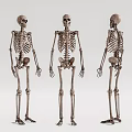 Human Skeleton Anatomical Medical Device Models With Three Angles For Education 3d model