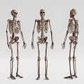 Modern skeleton human skeleton 3d model