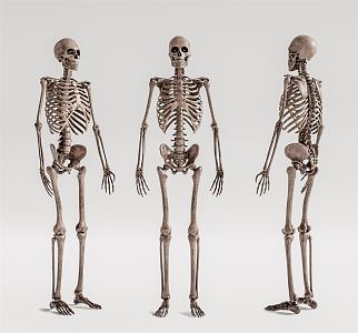 Modern skeleton human skeleton 3d model