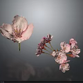 Beautiful Pink Cherry Blossom Single Bloom And Cluster On Dark Background With Reflections