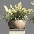 Bonsai Potted Plants On Stone Pedestals With Green And White Foliage In Minimalist Natural Style