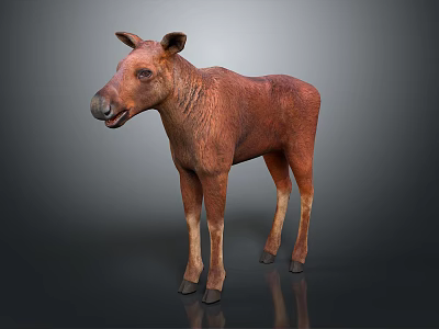 Detailed Realistic Young Brown Moose Calf Standing Against Gray Background 3d model