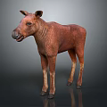 Detailed Realistic Young Brown Moose Calf Standing Against Gray Background