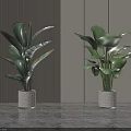 Indoor Potted Plants With Large Green Leaves In White Textured Pots On Gray Surface