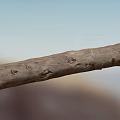 modern trunk 3d model