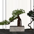 New Chinese Bonsai Plant Flowerpot Trees Landscape Trees Pohan Pine 3d model