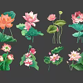 Vibrant Lotus Botanical Illustrations With Green Leaves And Pink Orange Blooms