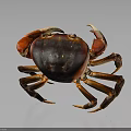Red Brown Crab With Large Claws On Gray Background Close Up View 3d model